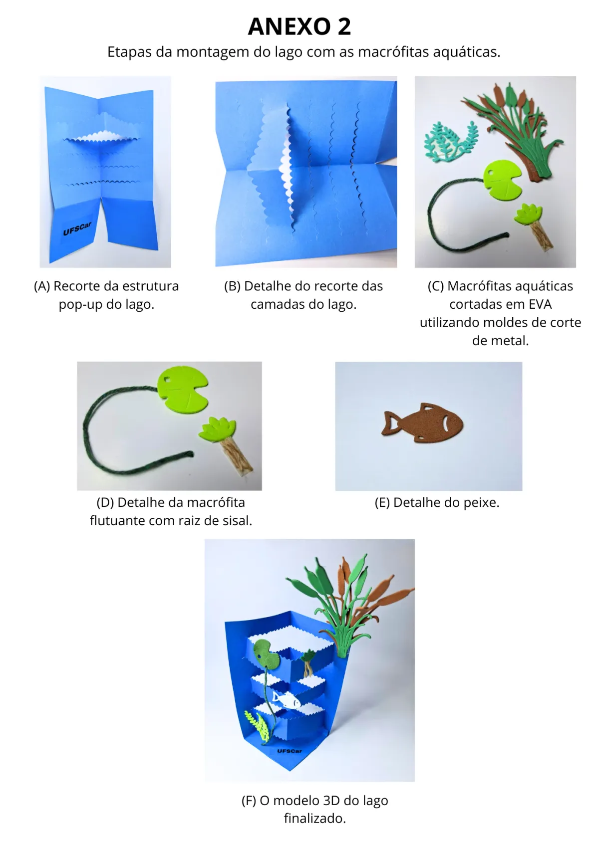 Atividade: um lago com macrófitas em 3D, página 10 de 12